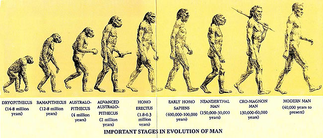 Нарисуйте схему эволюции человека используя названия в скобках homo sapiens