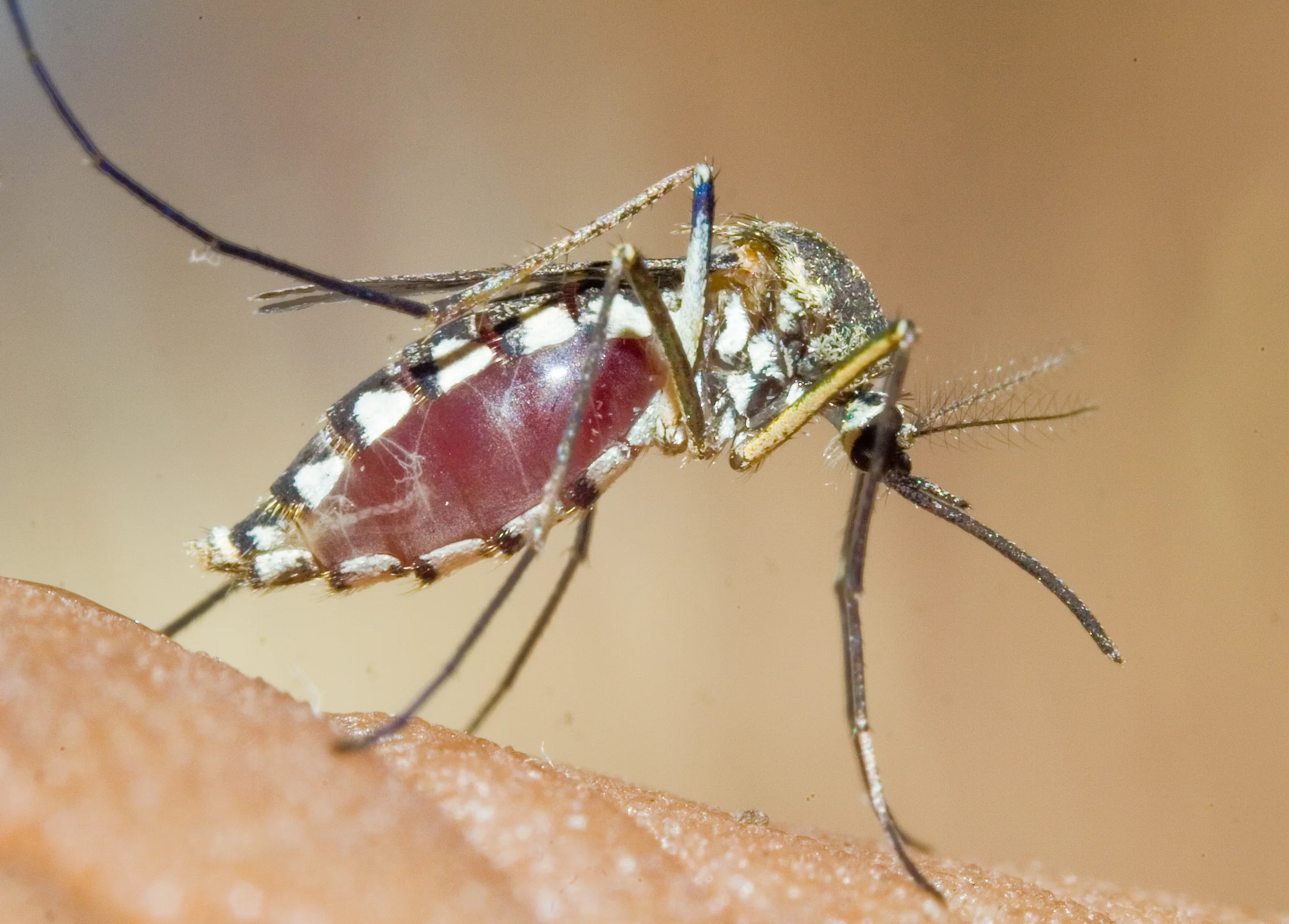 Special mosquitoes that stops dengu fever outbreak