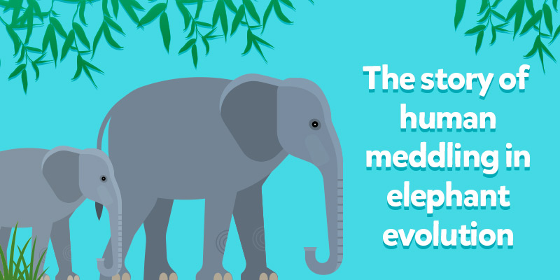 Today in Evolution: Elephants Lose Their Tusks!