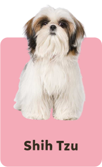 Shih Tzu