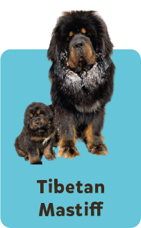 Tibetan Mastiff