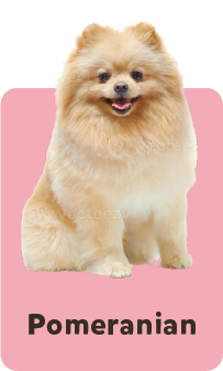 Pomeranian