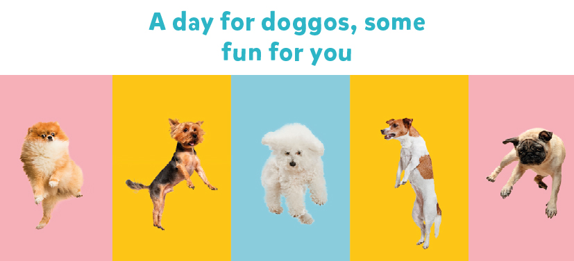 Take this quiz and find out your dog personality