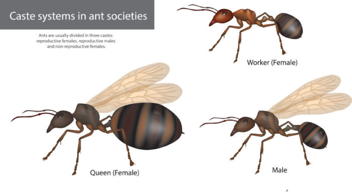 Working Ants