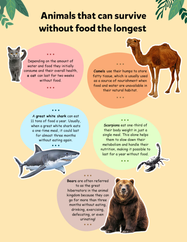 How Long Can We Survive Without Food?