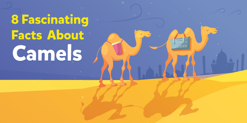 What’s Inside A Camel’s Hump and Other Amazing Facts About Camels