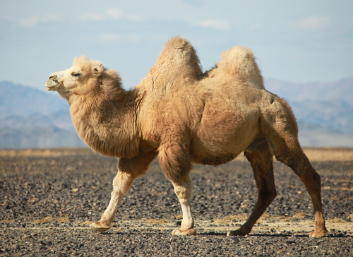 camels hump