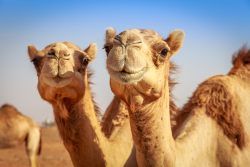 Do Camels Store Water in Their Humps?