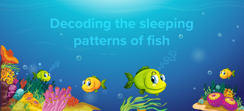 Do Fish Sleep?