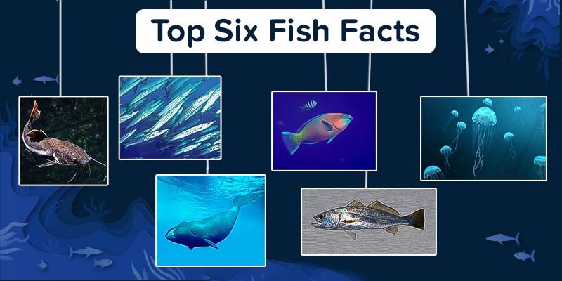 2022 - The International Year of Aquaculture | fish facts