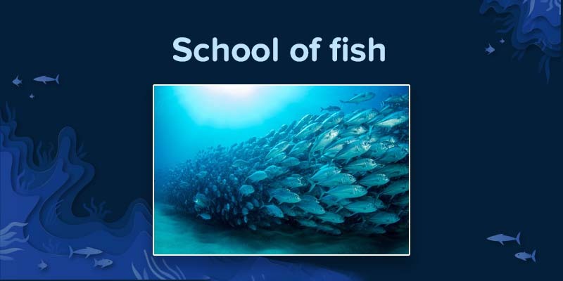 School of fish moving together