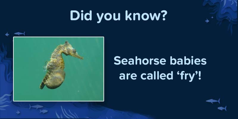 seahorse facts