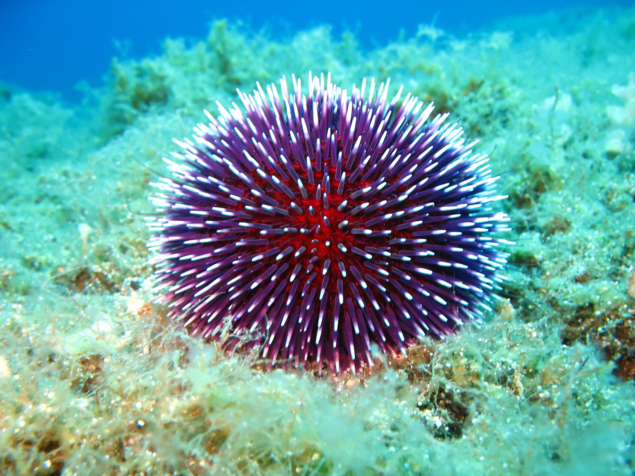 sea urchin