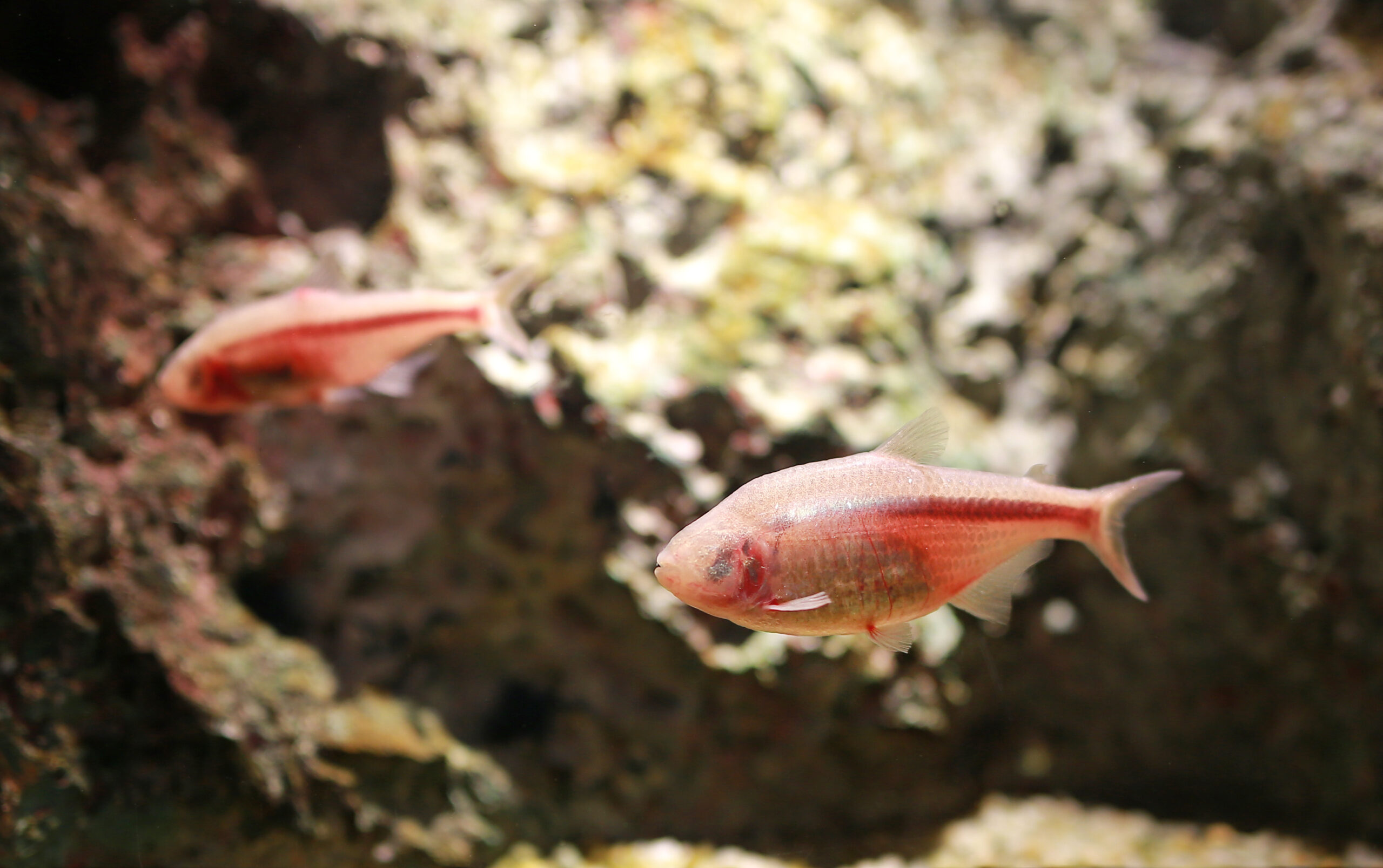 mexican tetra