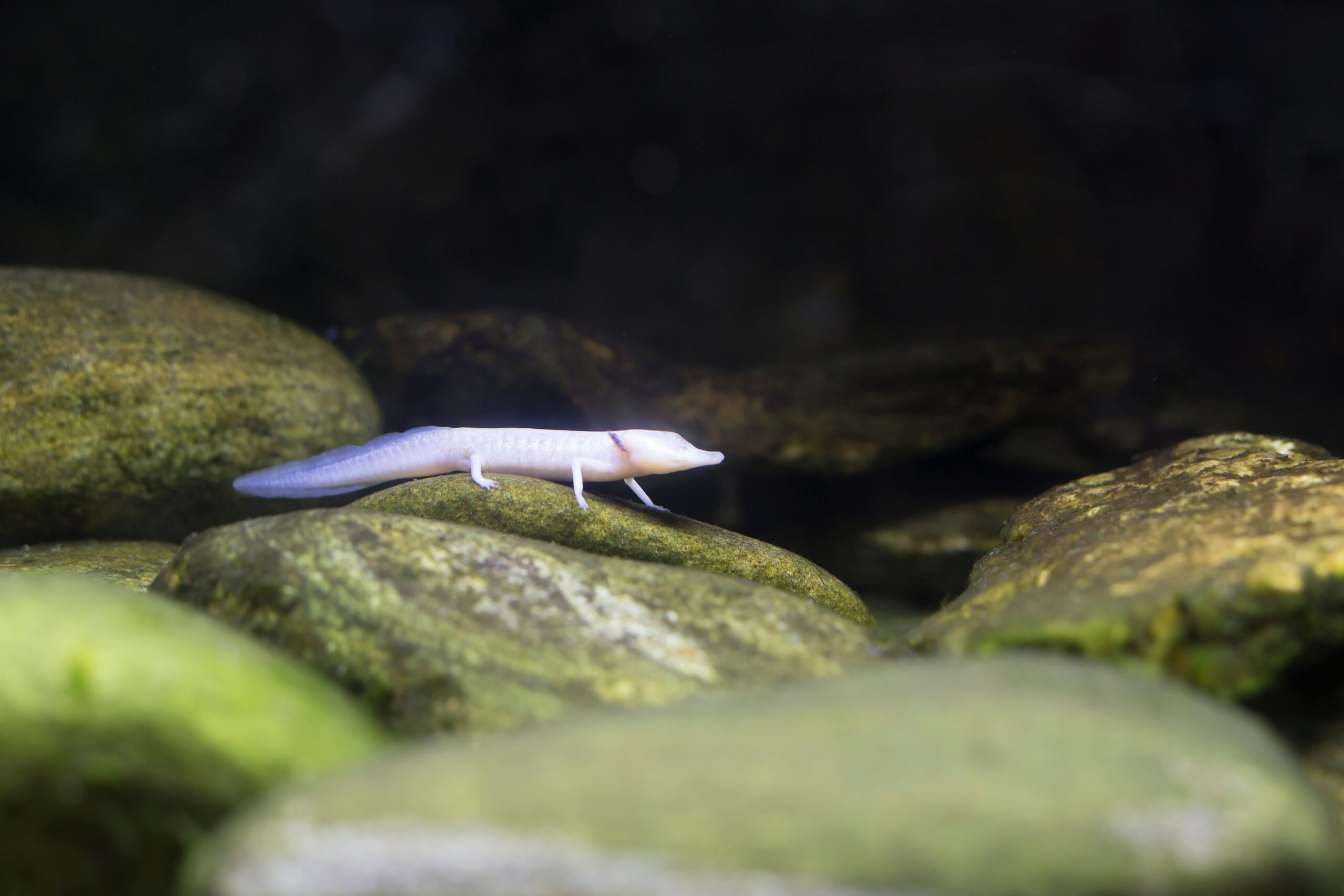 Texas Salamander