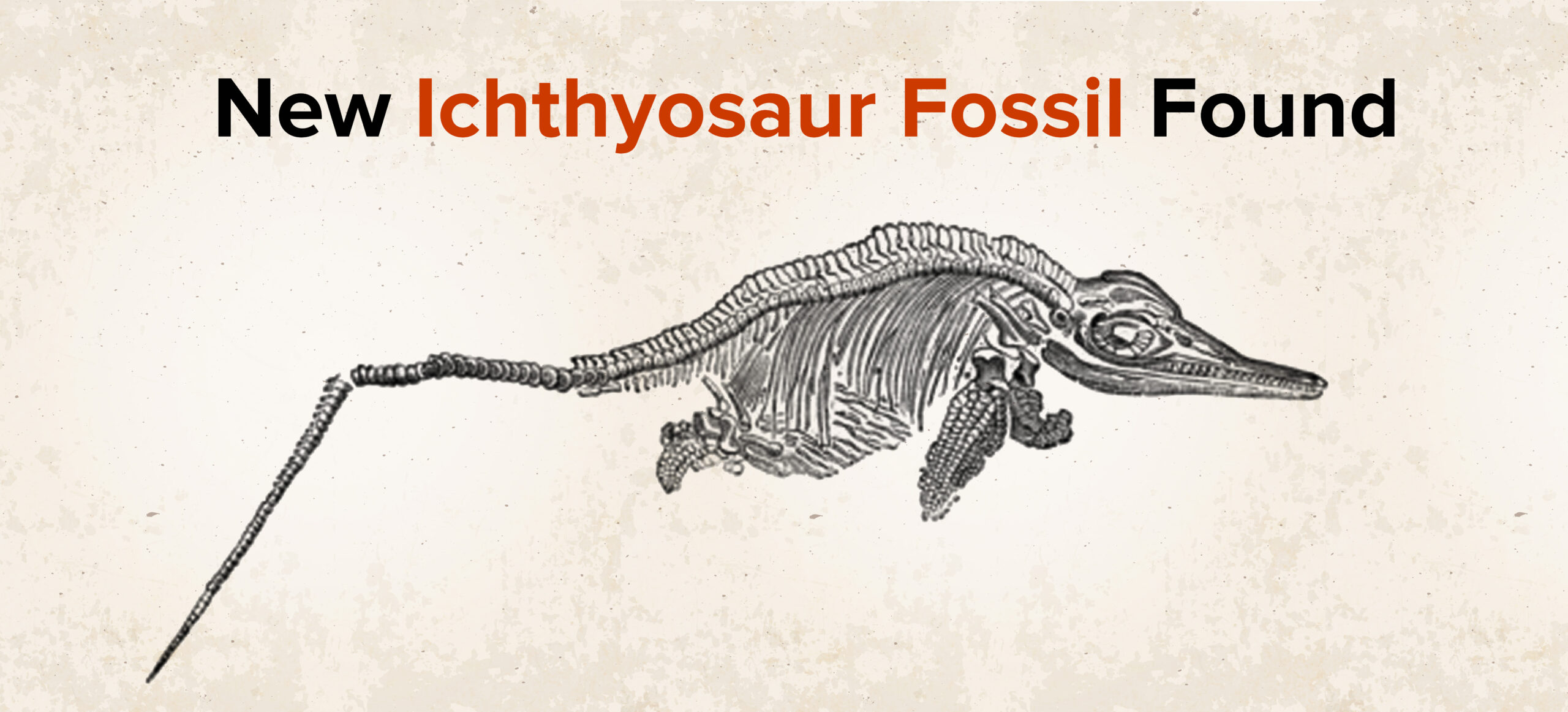 ichthyosaur fossil