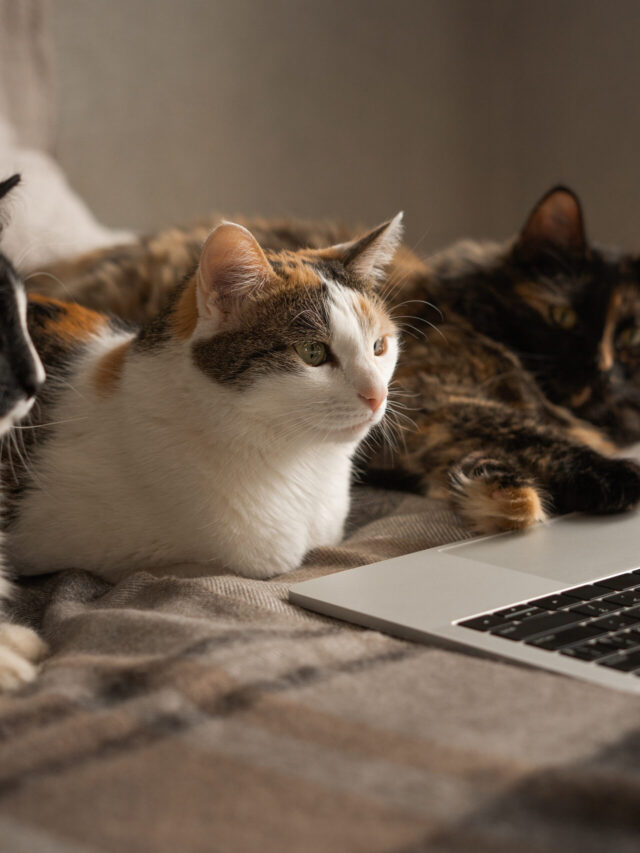 Cats and Humans The Story of an Unlikely Friendship! Byju's Blog