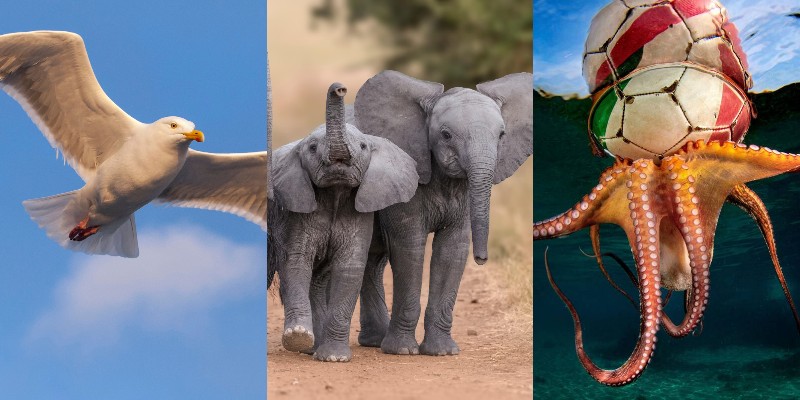 Collage of three images of animals -- a seagull, two baby elephants and an octopus. 