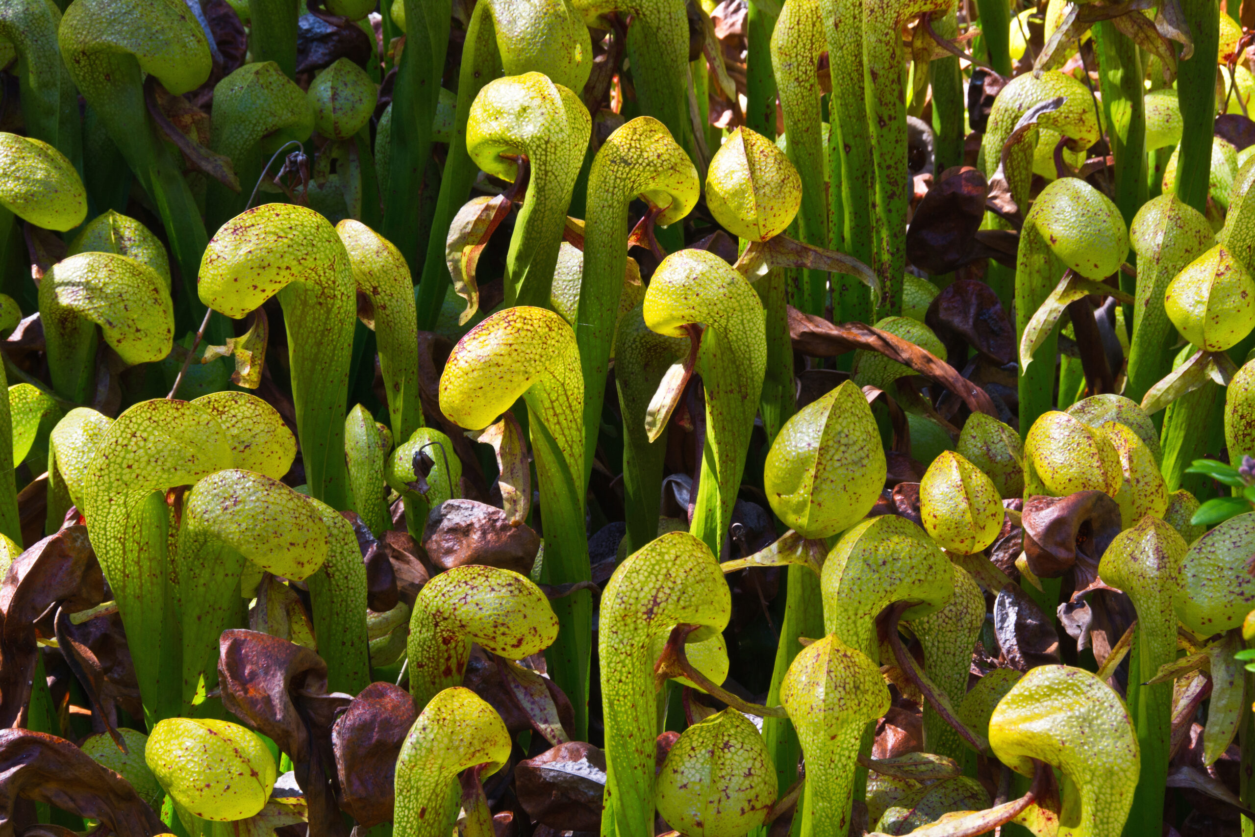 Cobra Lily Plant Eating