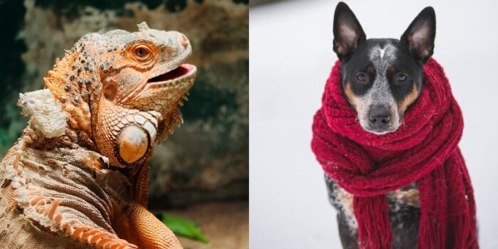 are dogs cold blooded